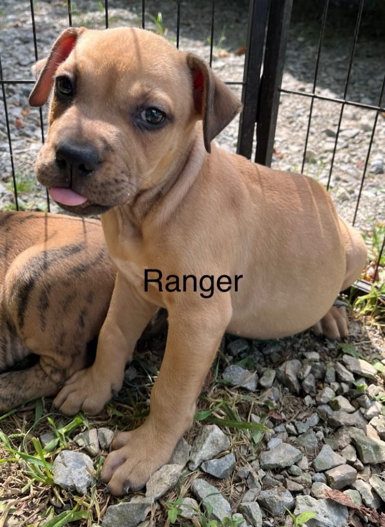Ranger