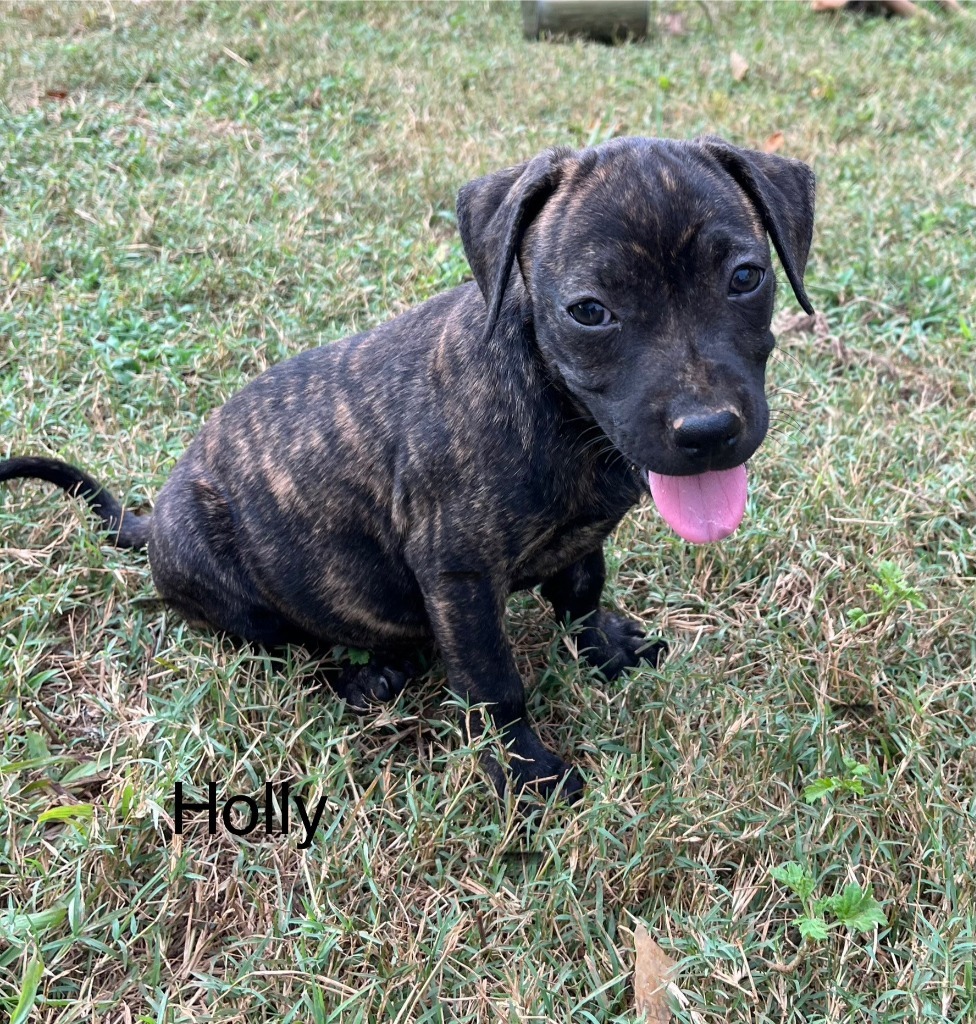 Holly