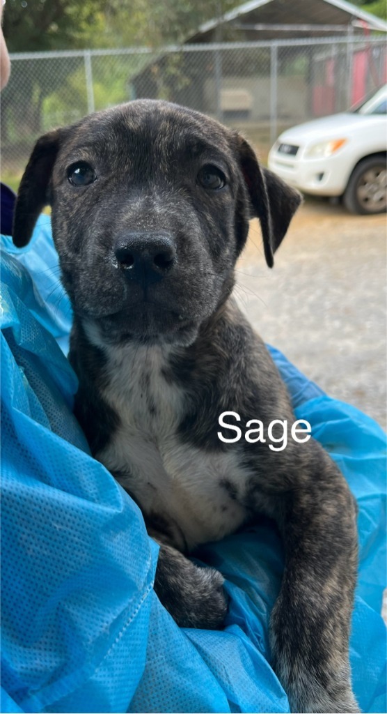Sage