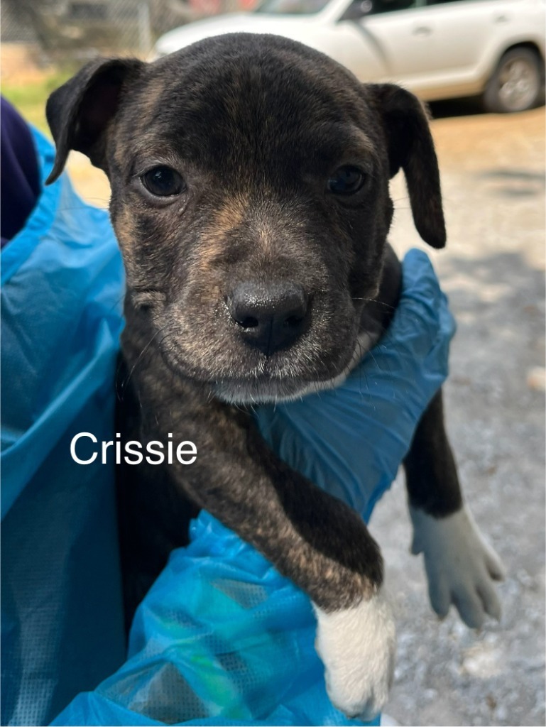 Crissie