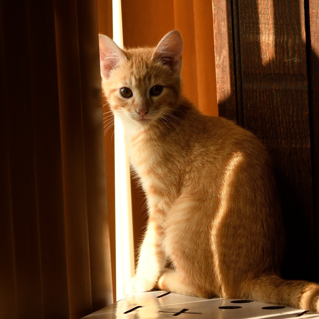 Kidder, an adoptable Domestic Short Hair in Bismarck, ND, 58507 | Photo Image 1