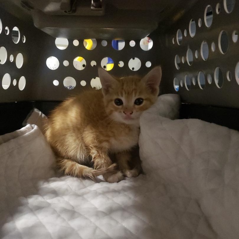 Kidder, an adoptable Domestic Short Hair in Bismarck, ND, 58507 | Photo Image 2