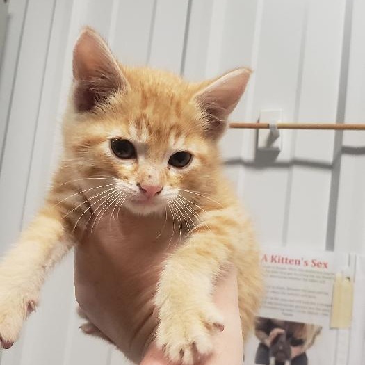 Kidder, an adoptable Domestic Short Hair in Bismarck, ND, 58507 | Photo Image 3