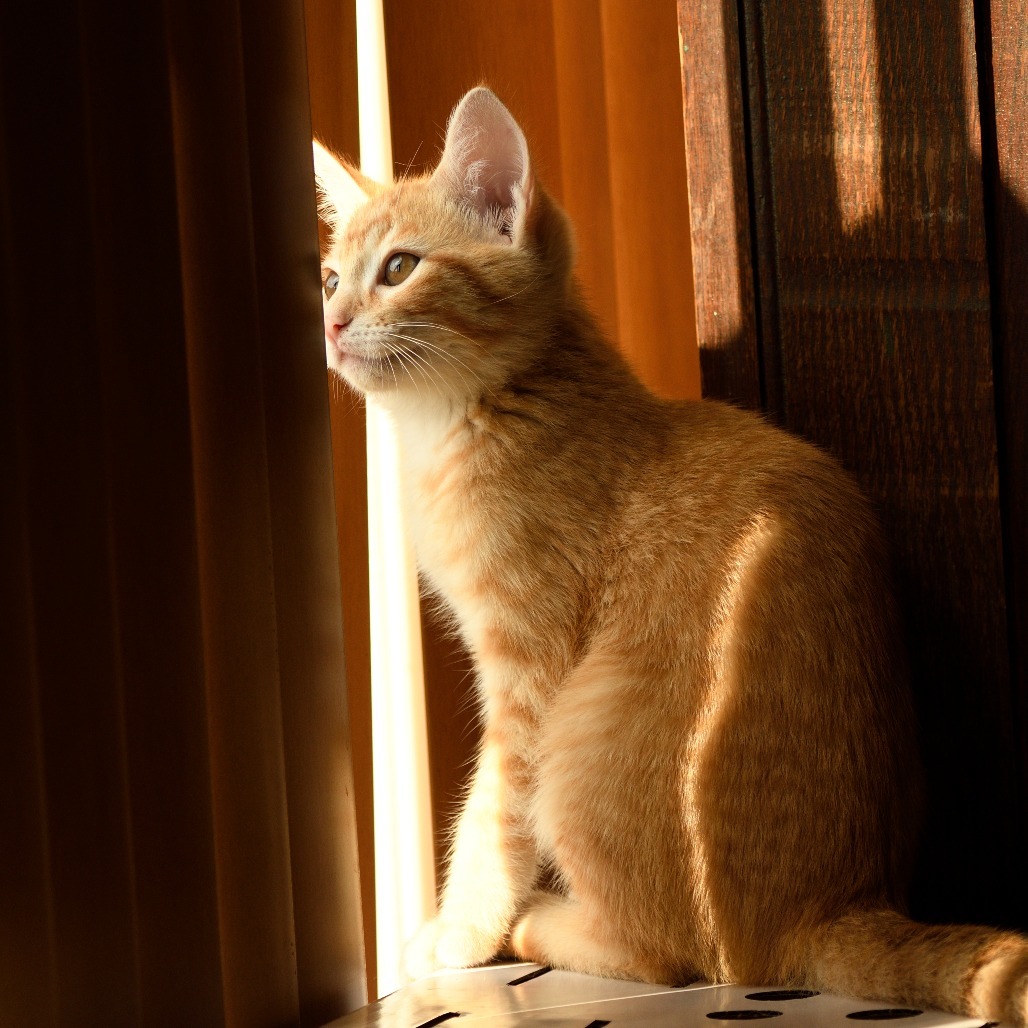 Kidder, an adoptable Domestic Short Hair in Bismarck, ND, 58507 | Photo Image 4