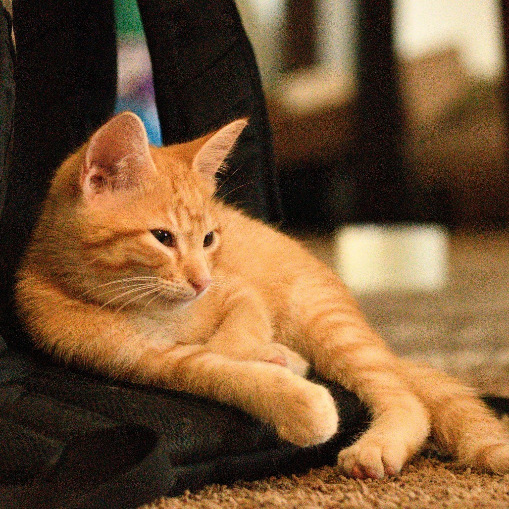 Kidder, an adoptable Domestic Short Hair in Bismarck, ND, 58507 | Photo Image 5