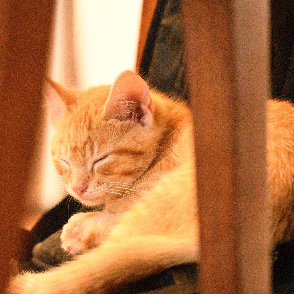 Kidder, an adoptable Domestic Short Hair in Bismarck, ND, 58507 | Photo Image 6