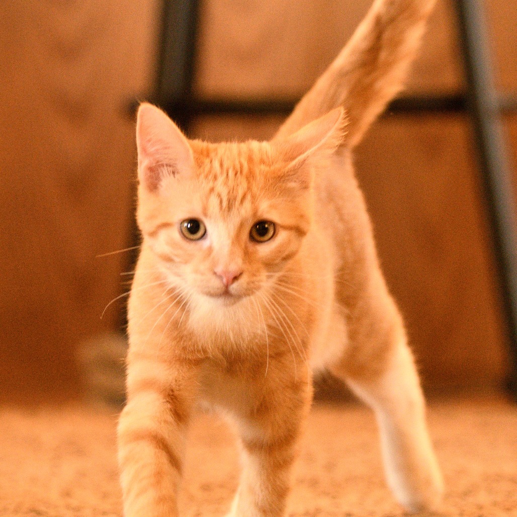 Junior (orange/white)