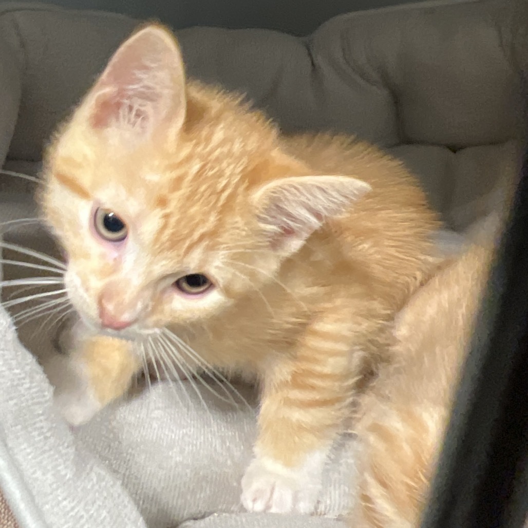 Junior (orange/white), an adoptable Domestic Short Hair in Bismarck, ND, 58507 | Photo Image 2