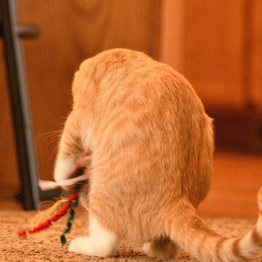 Junior (orange/white), an adoptable Domestic Short Hair in Bismarck, ND, 58507 | Photo Image 3