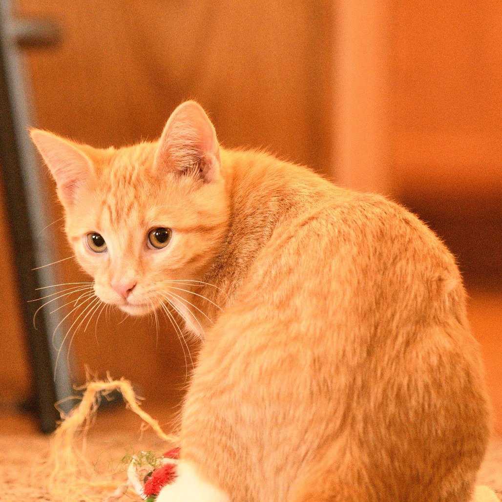 Junior (orange/white), an adoptable Domestic Short Hair in Bismarck, ND, 58507 | Photo Image 4