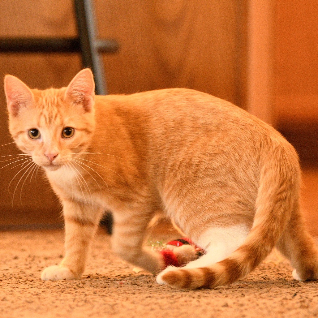 Junior (orange/white), an adoptable Domestic Short Hair in Bismarck, ND, 58507 | Photo Image 5