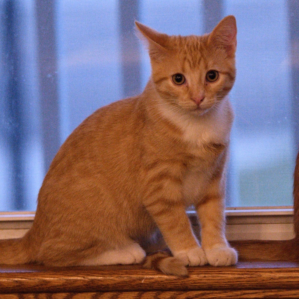 Junior (orange/white), an adoptable Domestic Short Hair in Bismarck, ND, 58507 | Photo Image 6