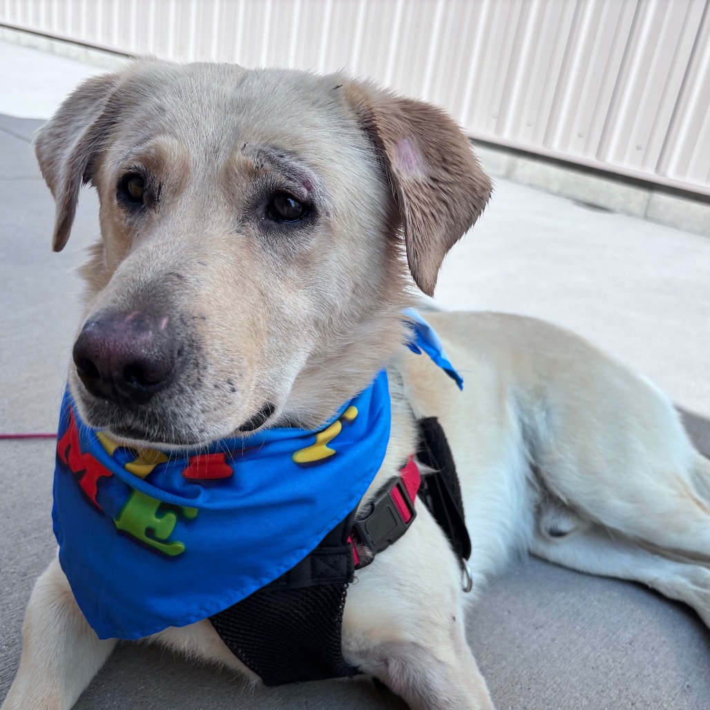 Dakota, an adoptable Mixed Breed in Bismarck, ND, 58507 | Photo Image 1