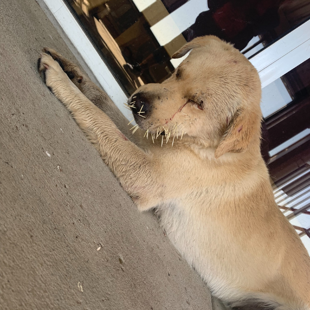 Dakota, an adoptable Mixed Breed in Bismarck, ND, 58507 | Photo Image 2