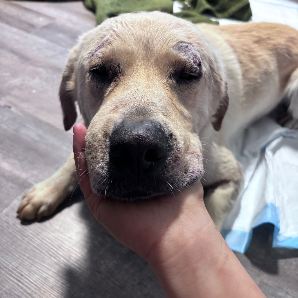 Dakota, an adoptable Mixed Breed in Bismarck, ND, 58507 | Photo Image 3