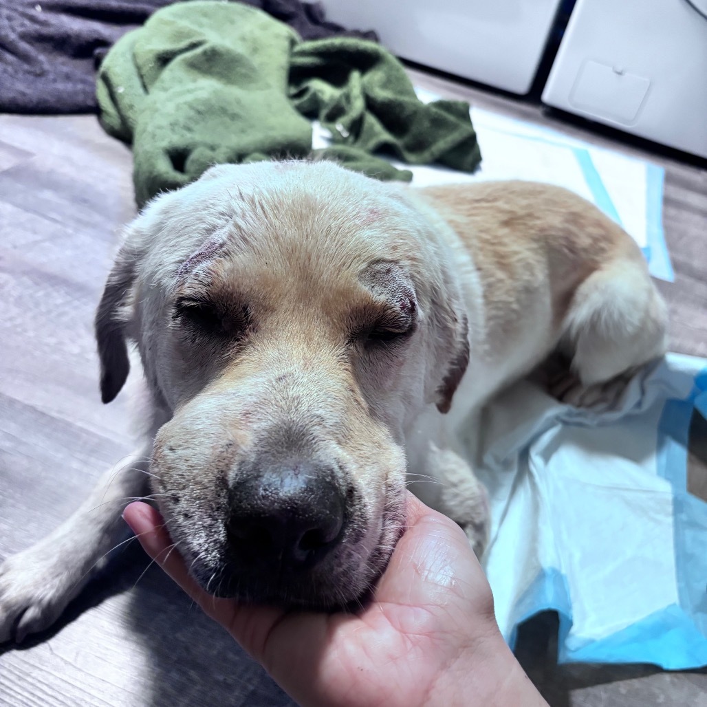 Dakota, an adoptable Mixed Breed in Bismarck, ND, 58507 | Photo Image 4