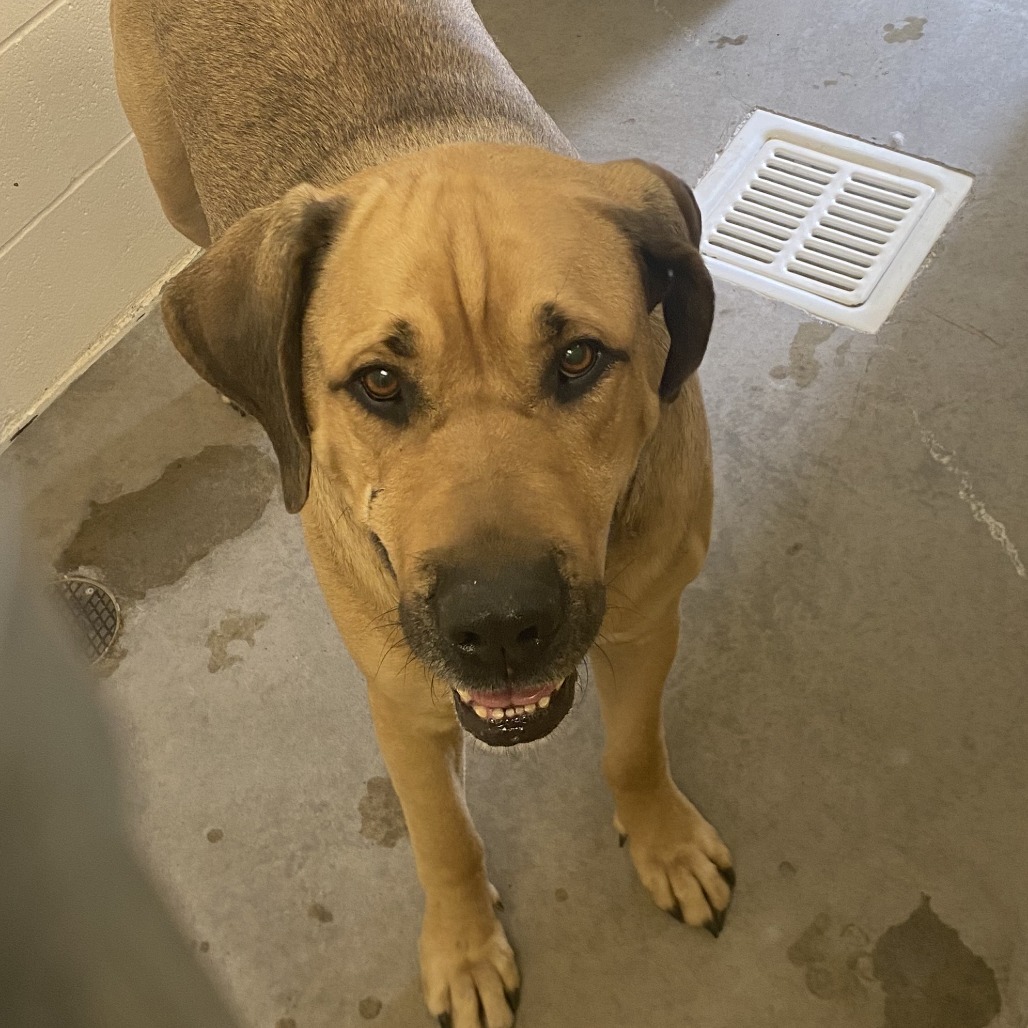 Roscoe, an adoptable Mastiff in Cody, WY, 82414 | Photo Image 2