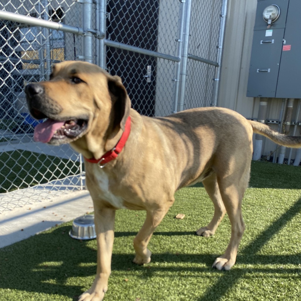 Roscoe, an adoptable Mastiff in Cody, WY, 82414 | Photo Image 3