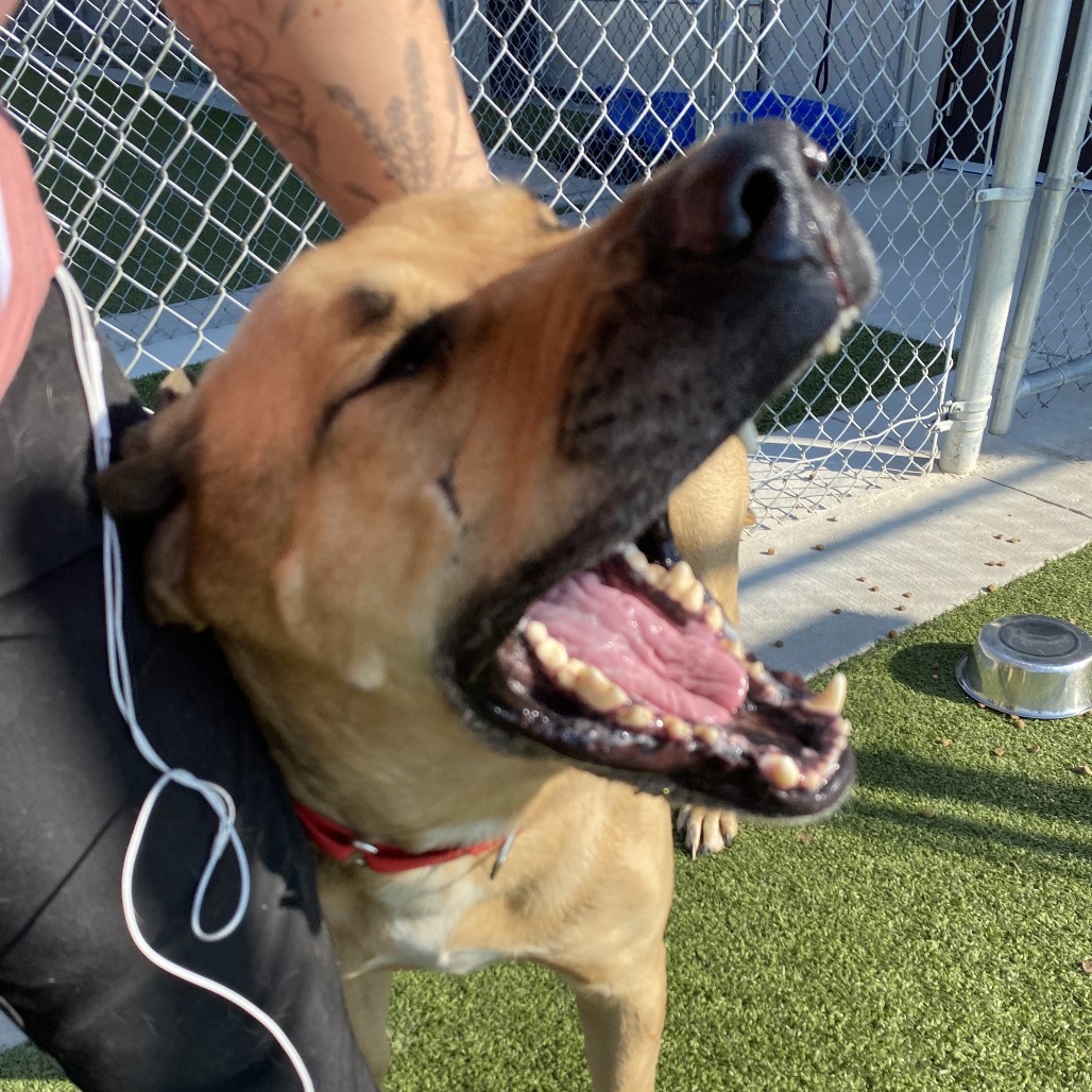 Roscoe, an adoptable Mastiff in Cody, WY, 82414 | Photo Image 4