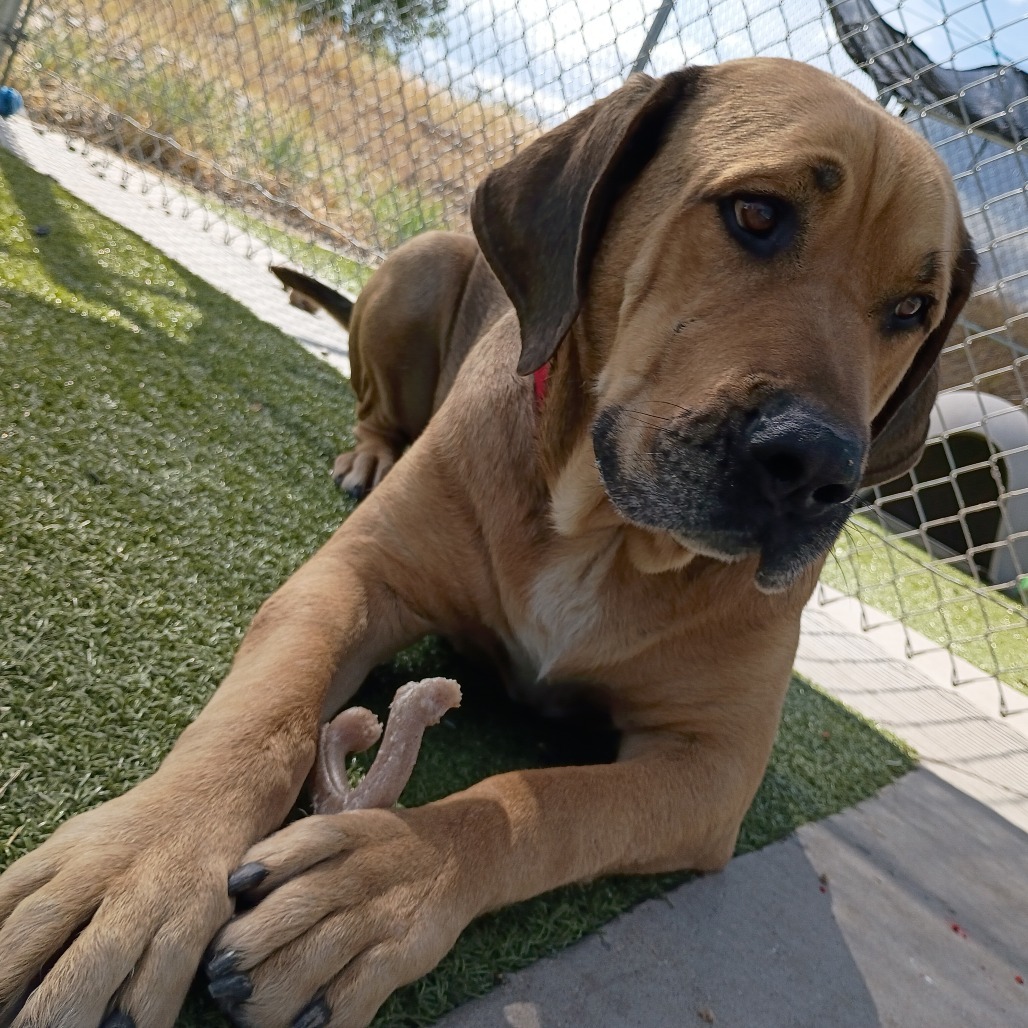Roscoe, an adoptable Mastiff in Cody, WY, 82414 | Photo Image 5