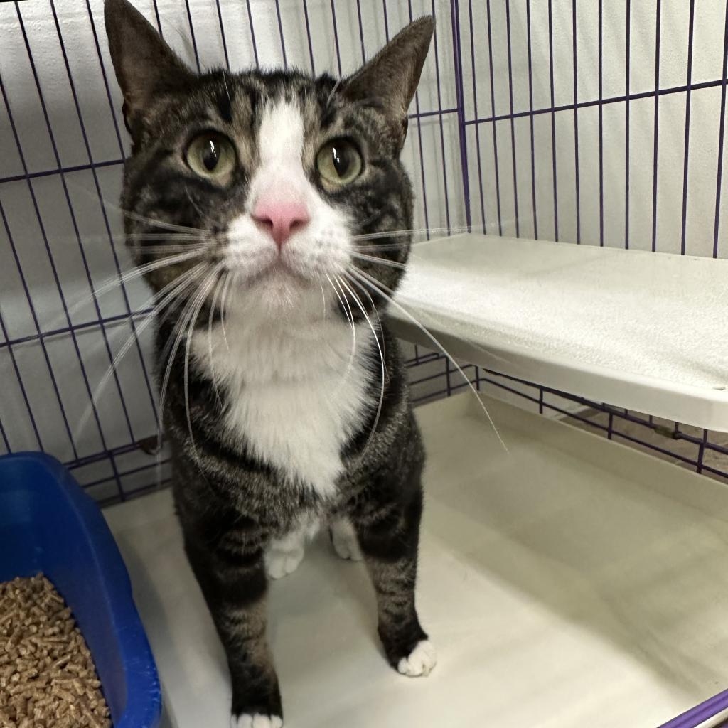 Aramis, an adoptable Domestic Short Hair in Priest River, ID, 83856 | Photo Image 3