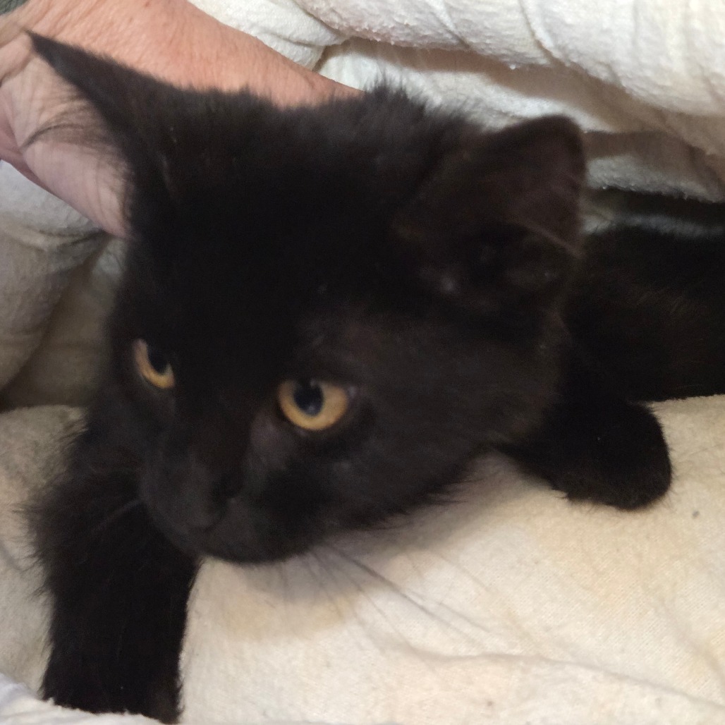 Periwinkle, an adoptable Domestic Long Hair in Priest River, ID, 83856 | Photo Image 1