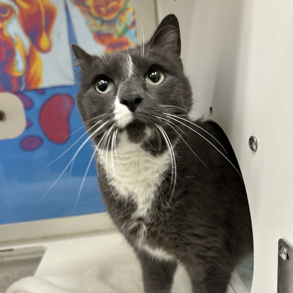 Scout, an adoptable Domestic Short Hair in Cheyenne, WY, 82007 | Photo Image 1