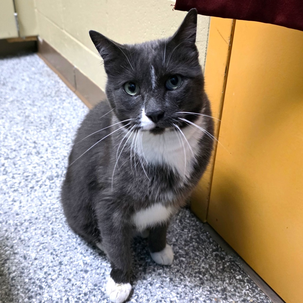 Scout, an adoptable Domestic Short Hair in Cheyenne, WY, 82007 | Photo Image 2