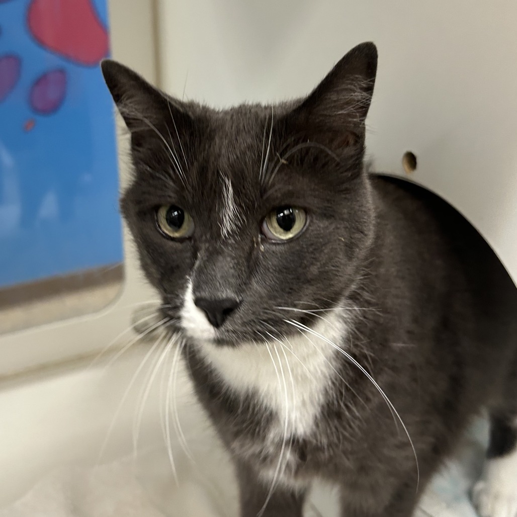 Scout, an adoptable Domestic Short Hair in Cheyenne, WY, 82007 | Photo Image 3