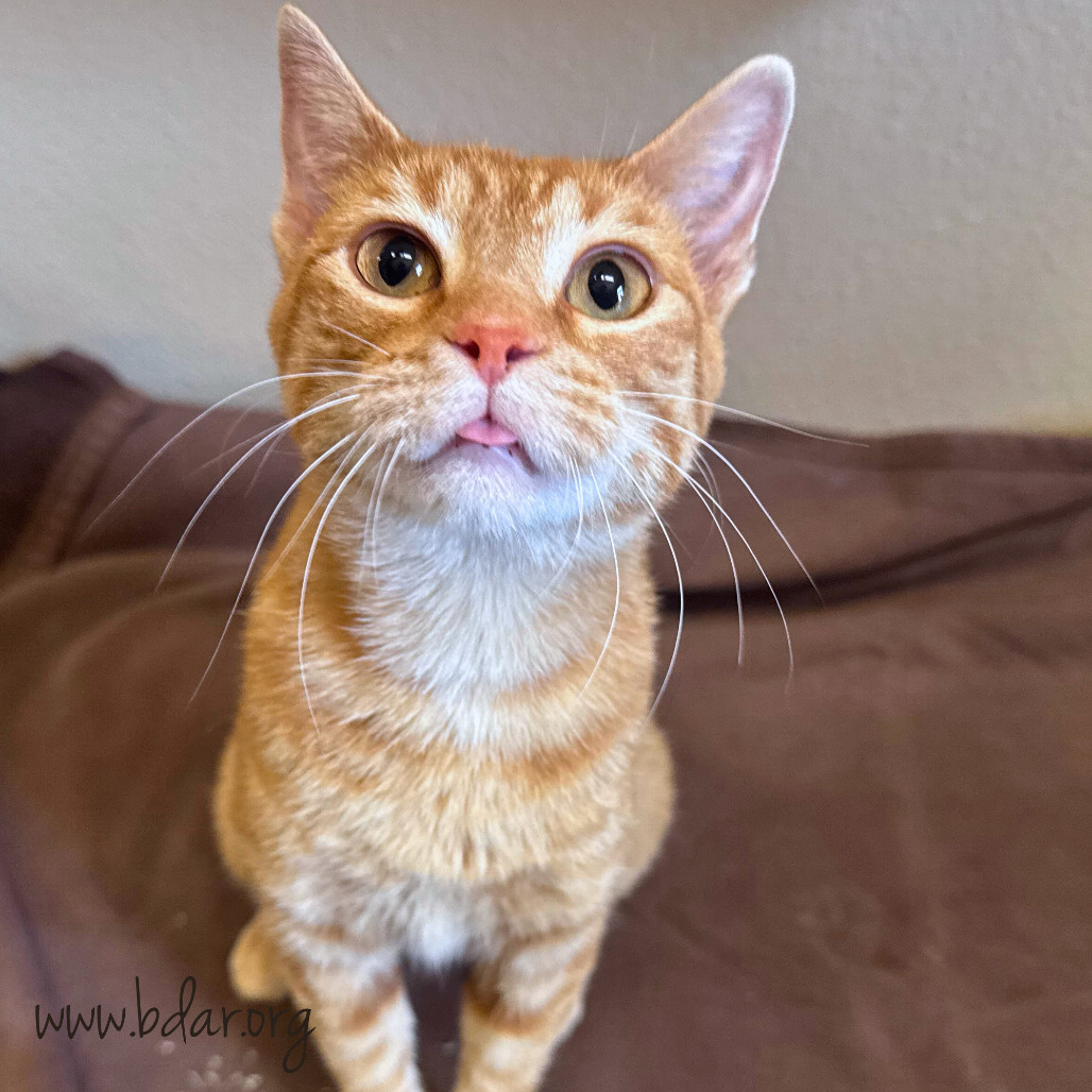 Brie, an adoptable Domestic Short Hair in Cheyenne, WY, 82009 | Photo Image 1