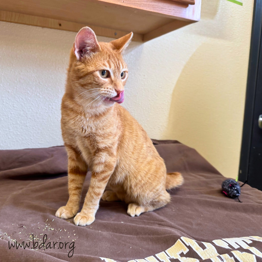 Brie, an adoptable Domestic Short Hair in Cheyenne, WY, 82009 | Photo Image 2