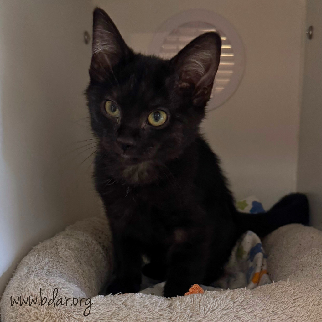 Nimbus, an adoptable Domestic Short Hair in Cheyenne, WY, 82009 | Photo Image 1