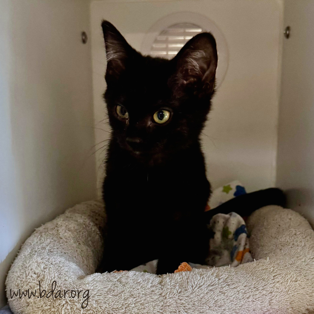Nimbus, an adoptable Domestic Short Hair in Cheyenne, WY, 82009 | Photo Image 2
