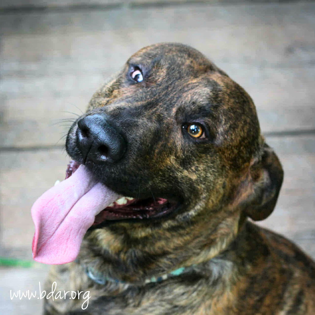 Logan, an adoptable Pit Bull Terrier in Cheyenne, WY, 82009 | Photo Image 1