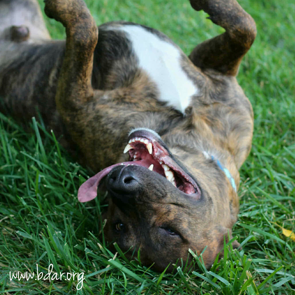 Logan, an adoptable Pit Bull Terrier in Cheyenne, WY, 82009 | Photo Image 2