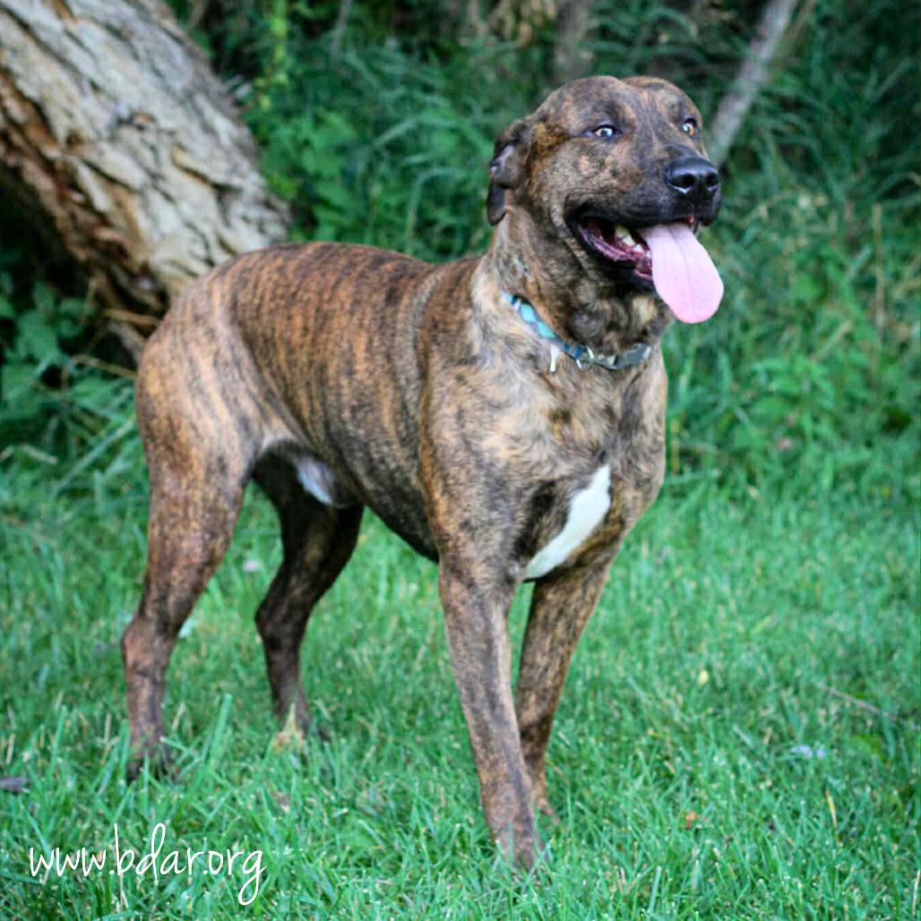 Logan, an adoptable Pit Bull Terrier in Cheyenne, WY, 82009 | Photo Image 3