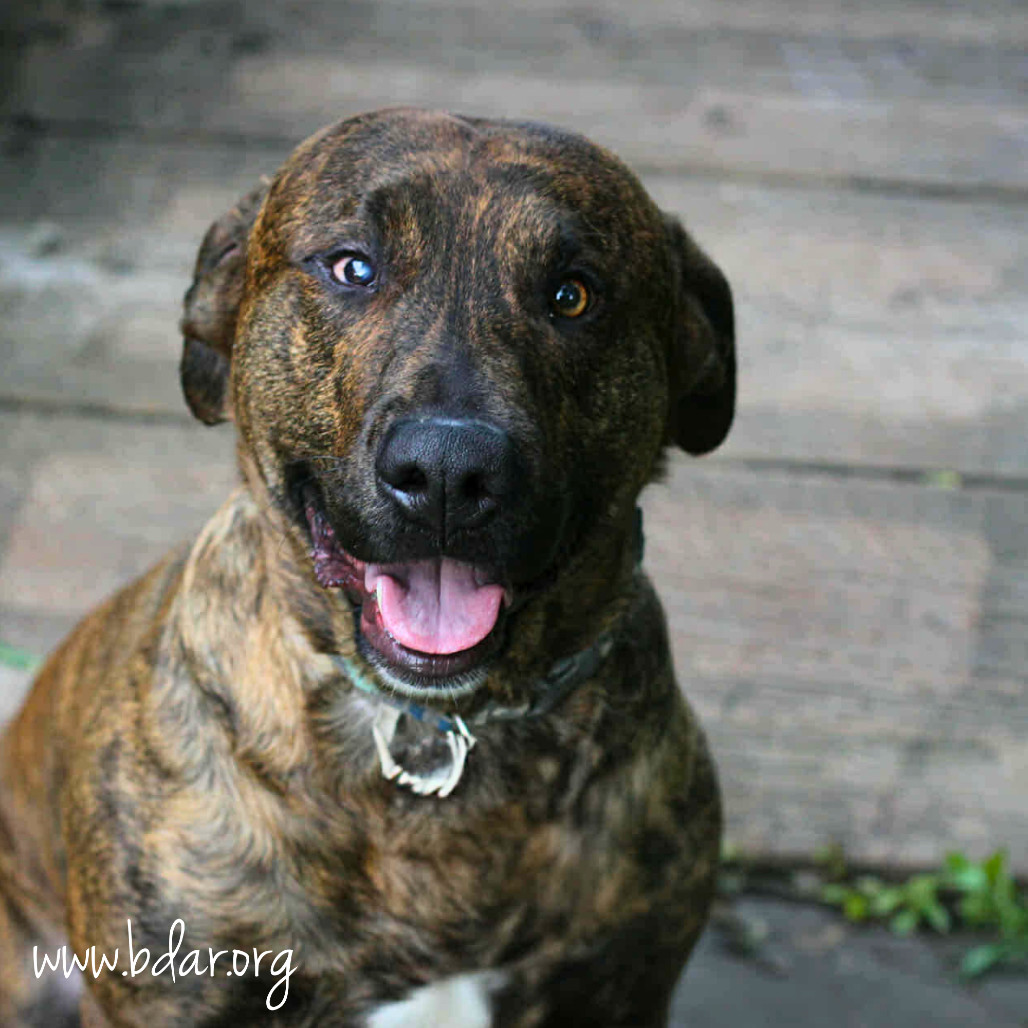 Logan, an adoptable Pit Bull Terrier in Cheyenne, WY, 82009 | Photo Image 4
