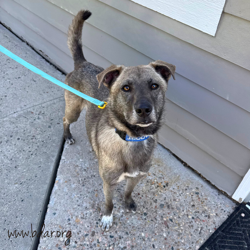 Prince, an adoptable Mixed Breed in Cheyenne, WY, 82009 | Photo Image 1