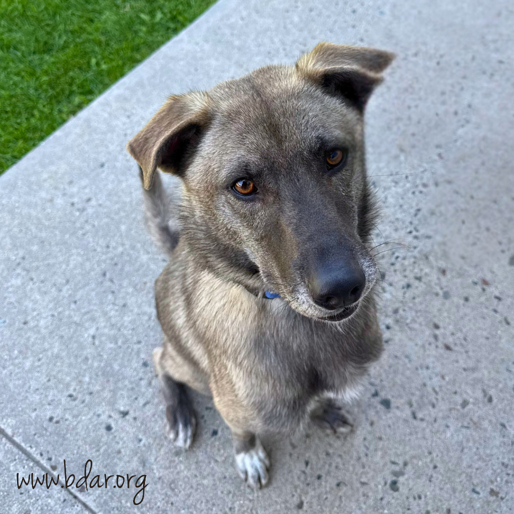 Prince, an adoptable Mixed Breed in Cheyenne, WY, 82009 | Photo Image 2