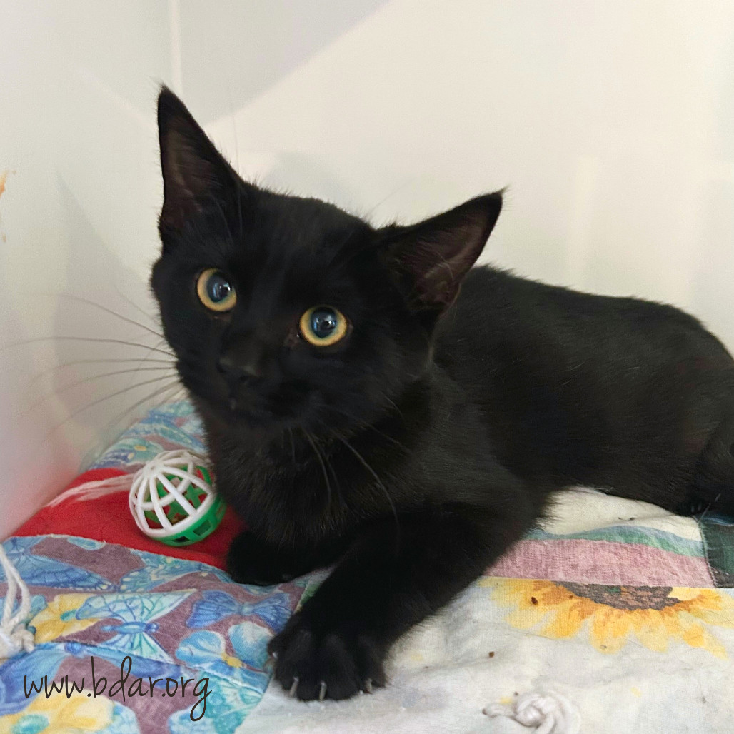 Olive, an adoptable Domestic Short Hair in Cheyenne, WY, 82009 | Photo Image 1