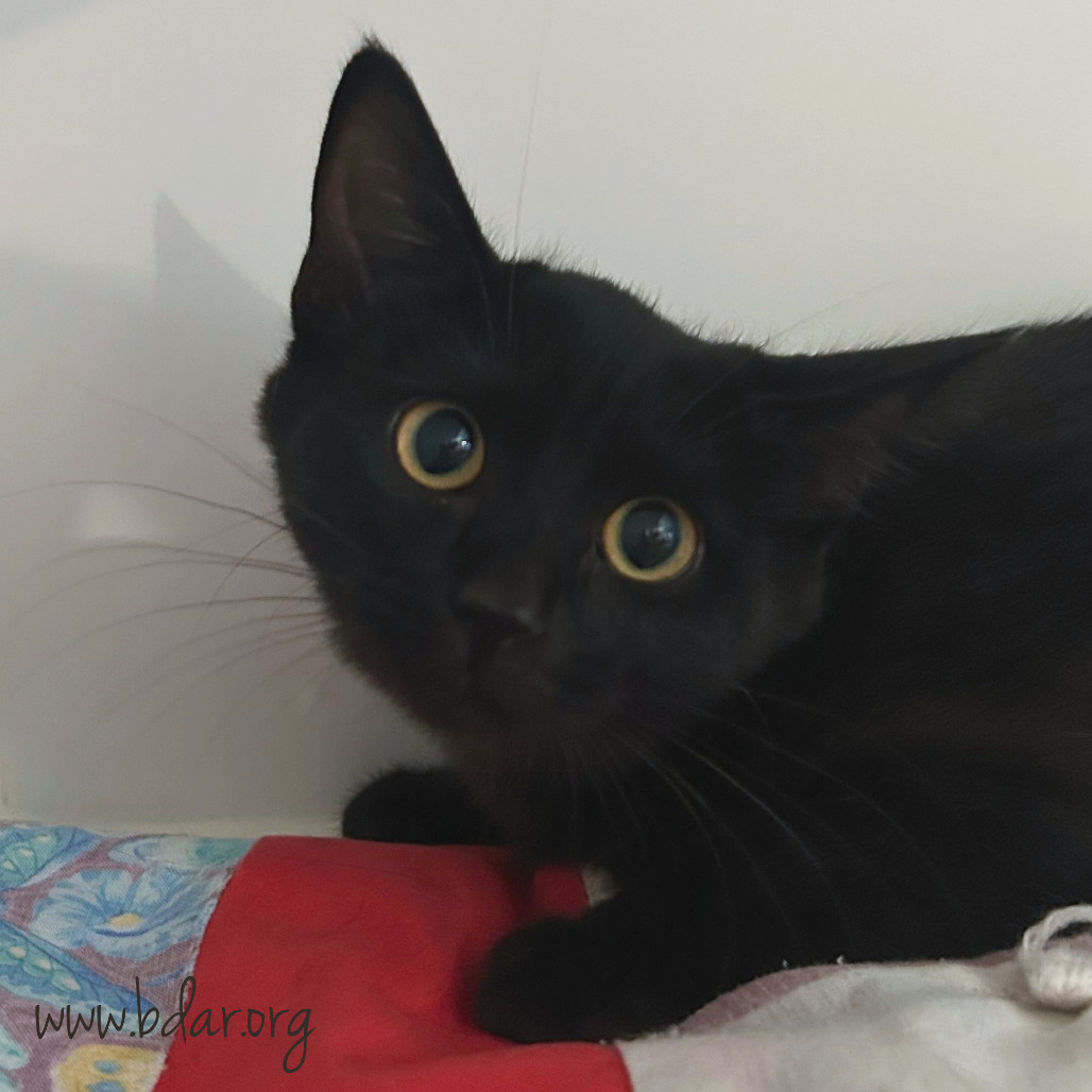 Olive, an adoptable Domestic Short Hair in Cheyenne, WY, 82009 | Photo Image 2