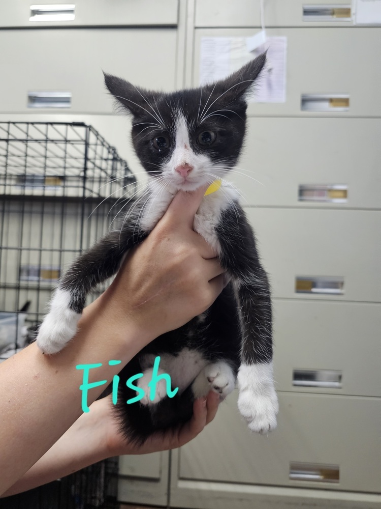 Fish
