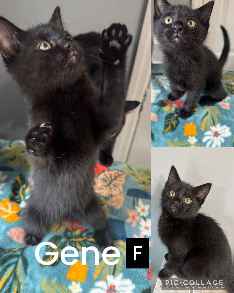 Gene F