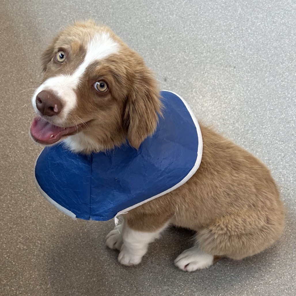 Butterfinger, an adoptable Mixed Breed in Hailey, ID, 83333 | Photo Image 1