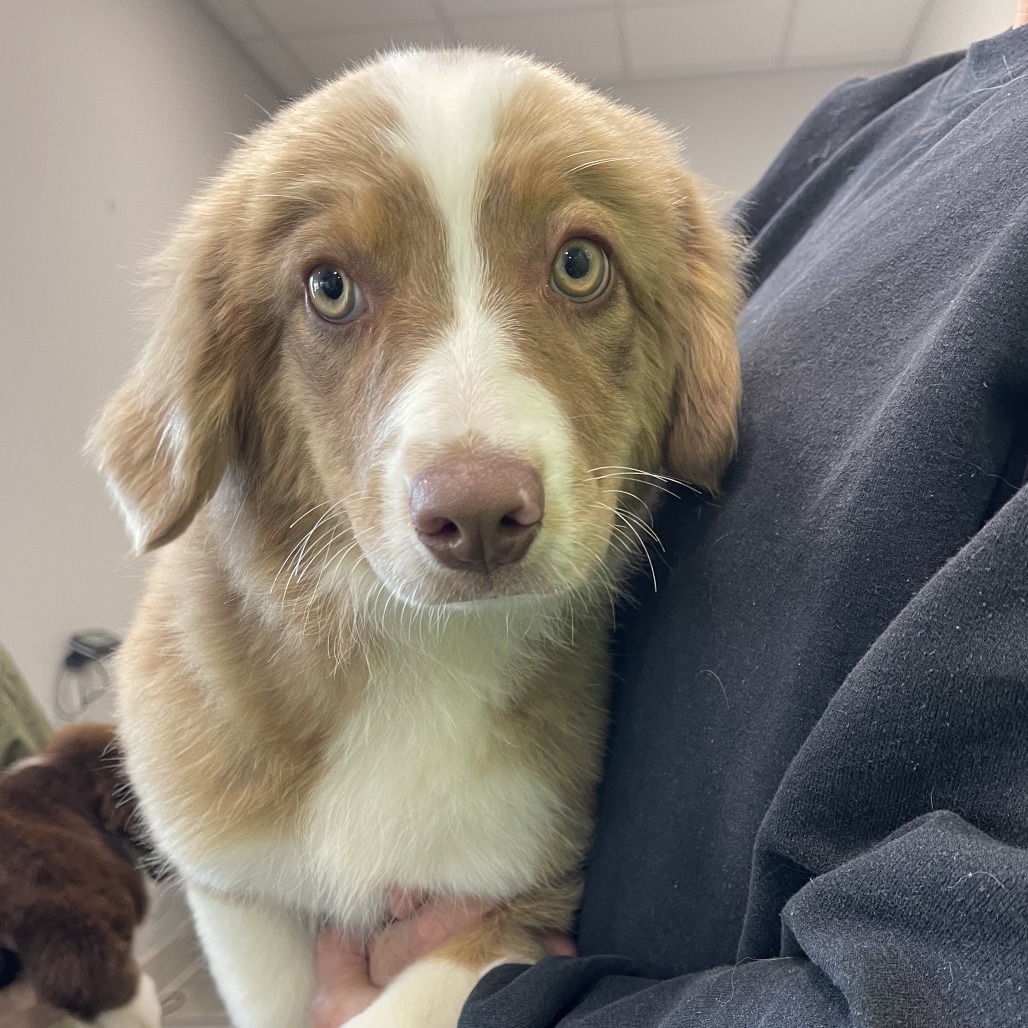 Butterfinger, an adoptable Mixed Breed in Hailey, ID, 83333 | Photo Image 2
