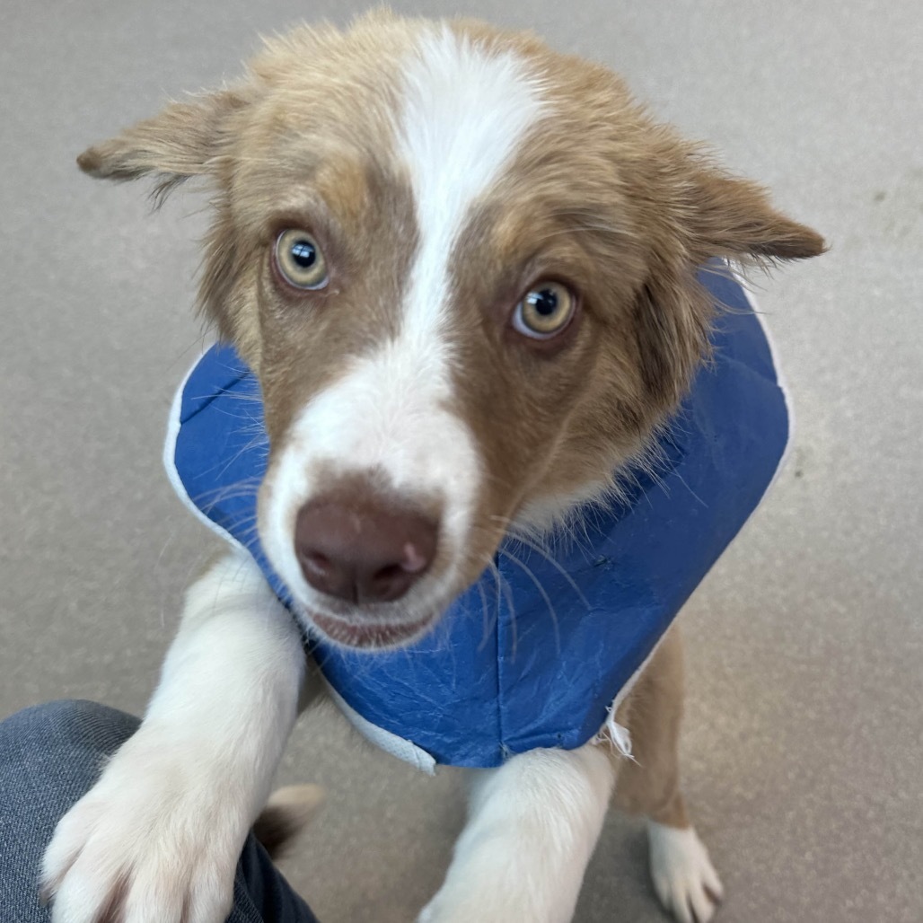 Butterfinger, an adoptable Mixed Breed in Hailey, ID, 83333 | Photo Image 4