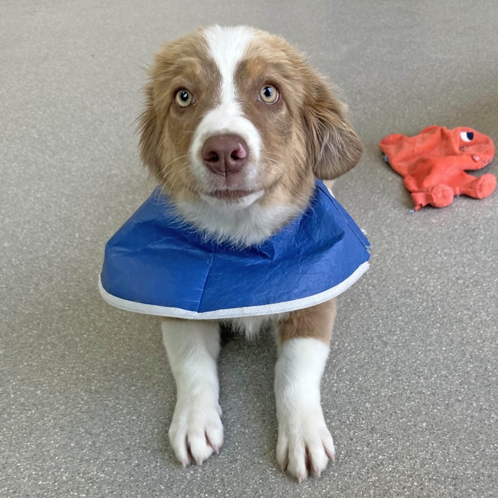 Butterfinger, an adoptable Mixed Breed in Hailey, ID, 83333 | Photo Image 5