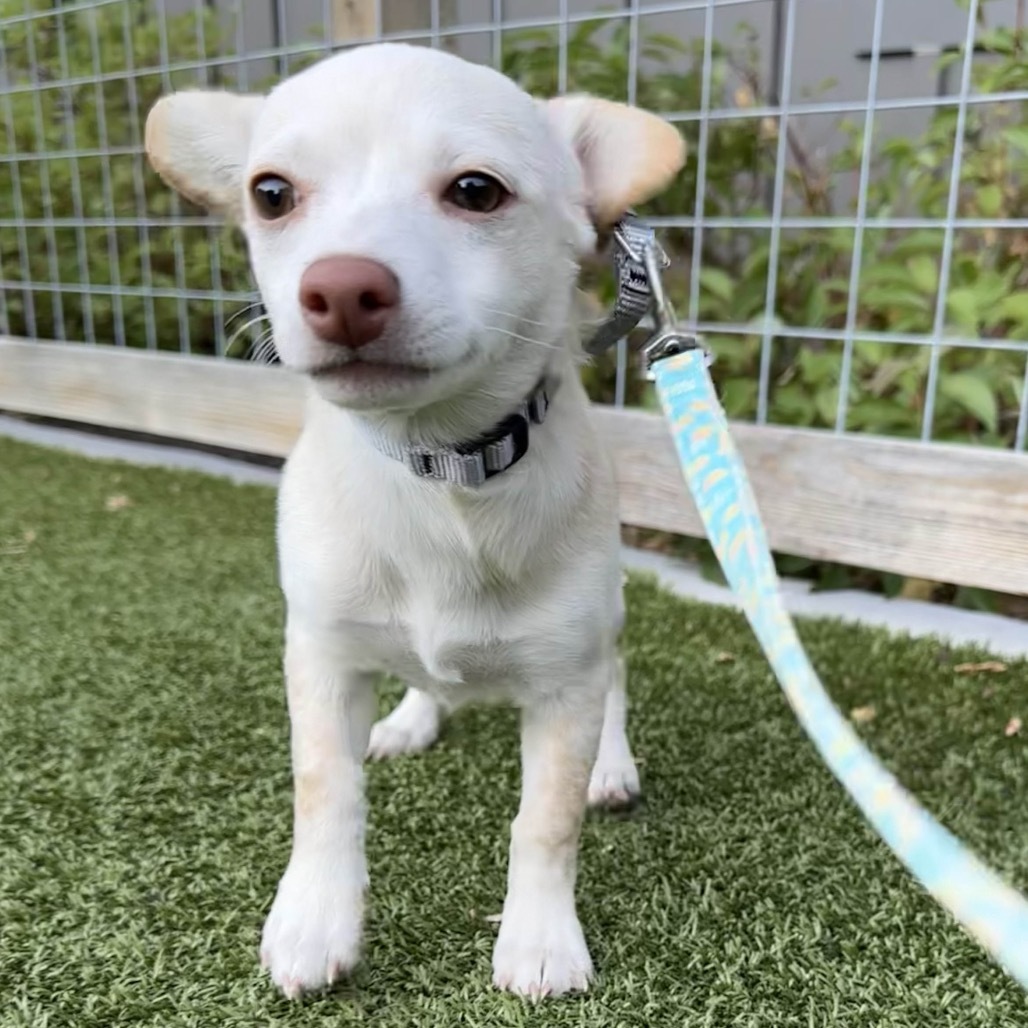 Nina, an adoptable Mixed Breed in Hailey, ID, 83333 | Photo Image 1