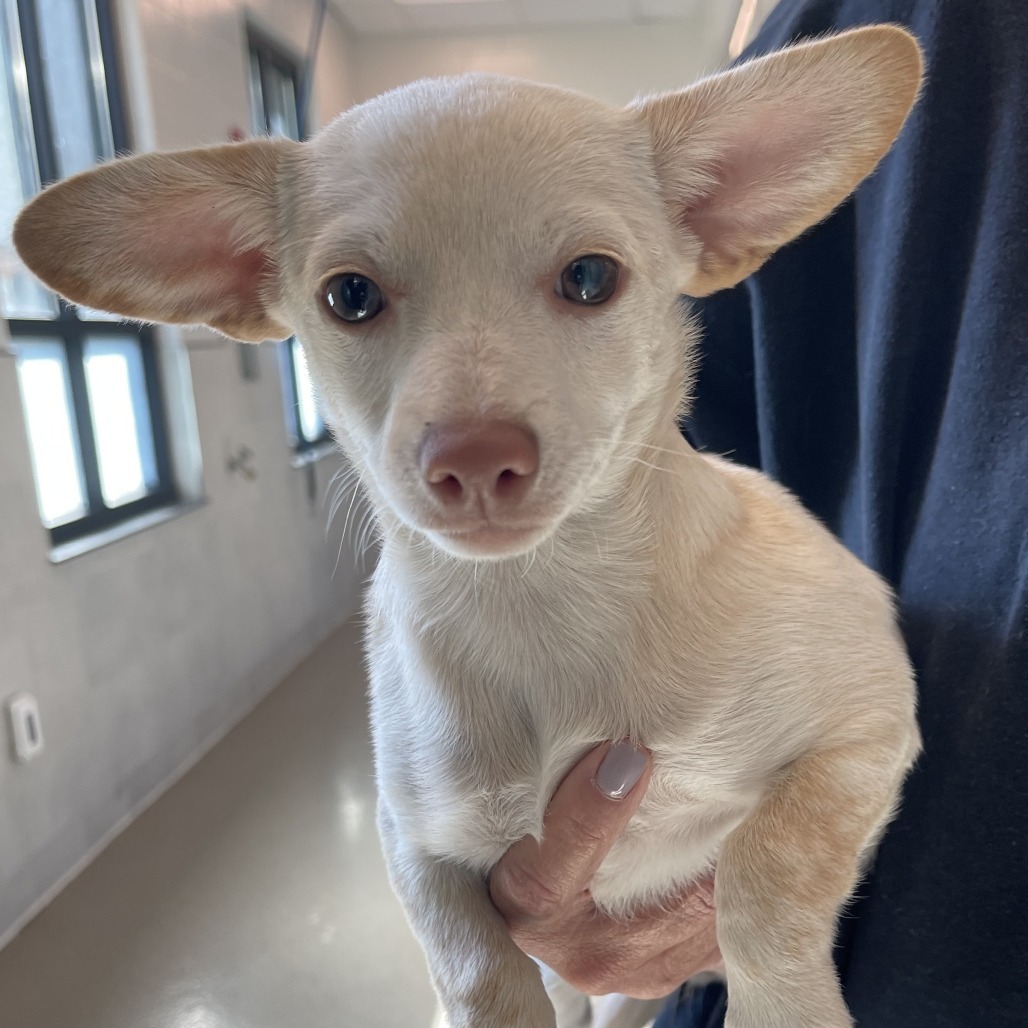 Nina, an adoptable Mixed Breed in Hailey, ID, 83333 | Photo Image 2