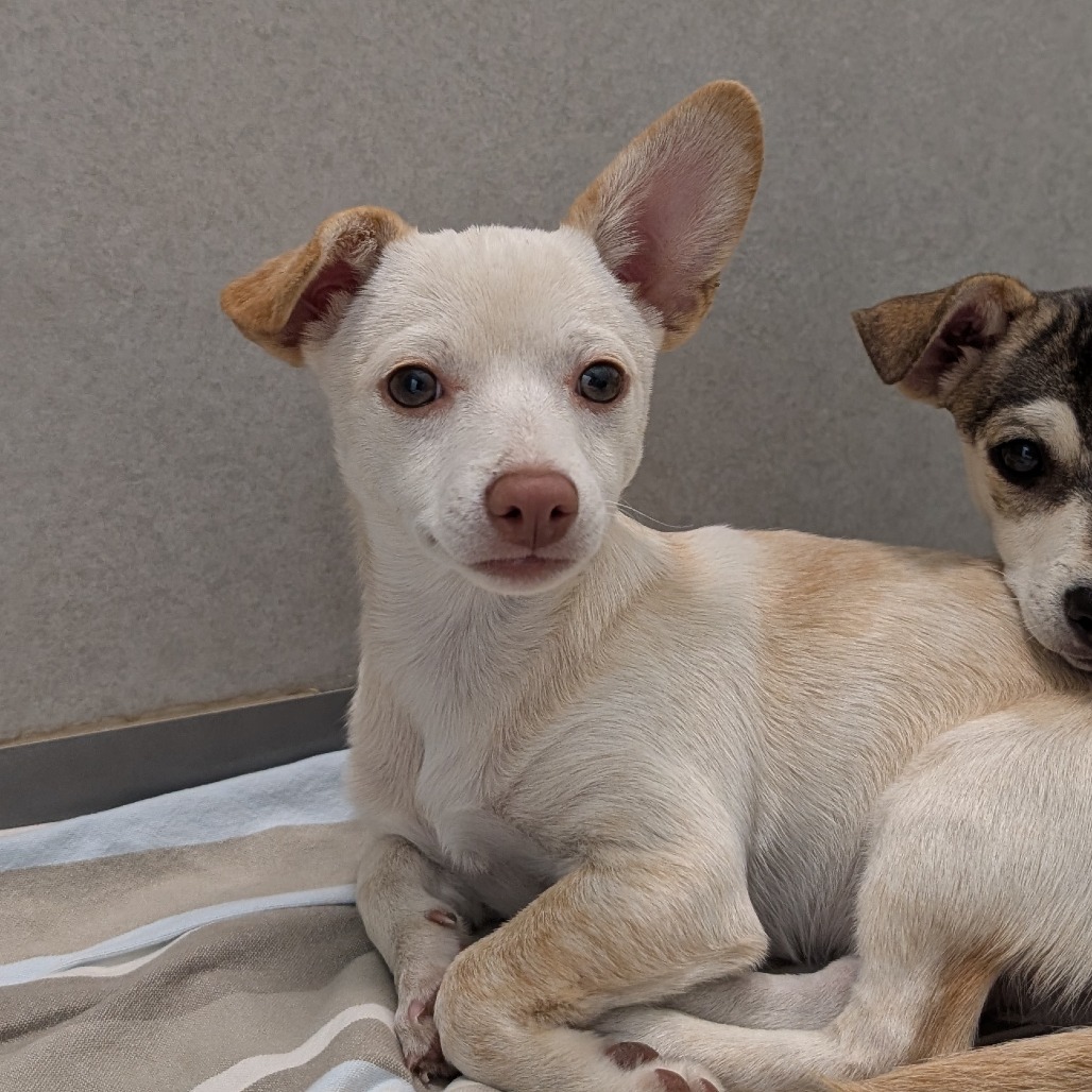 Nina, an adoptable Mixed Breed in Hailey, ID, 83333 | Photo Image 3